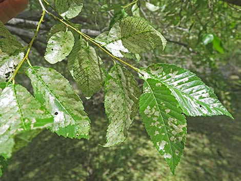 Siberian Elm (Ulmus pumila)