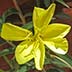 Longstem Evening Primrose (Oenothera longissima)