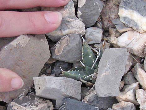 Ivory-spined Agave (Agave utahensis var. eborispina)