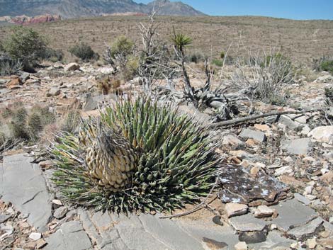 Utah Agave (Agave utahensis)