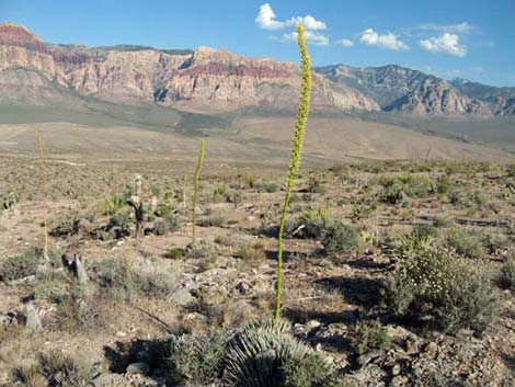 Clark Mountain Agave (Agave utahensis var. nevadensis)