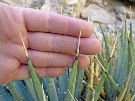 Clark Mountain Agave (Agave utahensis var. nevadensis)