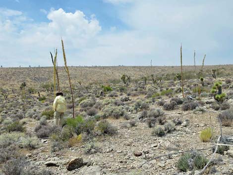 Clark Mountain Agave (Agave utahensis var. nevadensis)