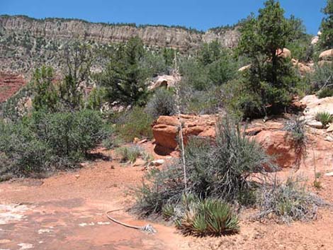 Utah Agave (Agave utahensis var. utahensis)