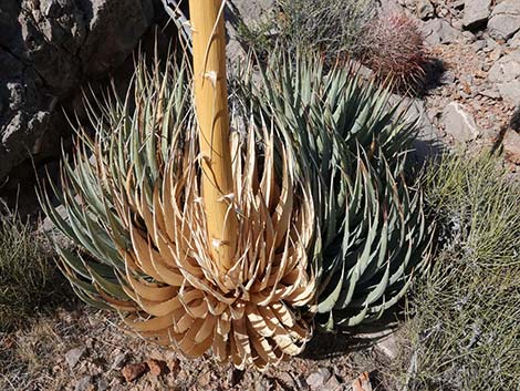 Utah Agave (Agave utahensis var. utahensis)