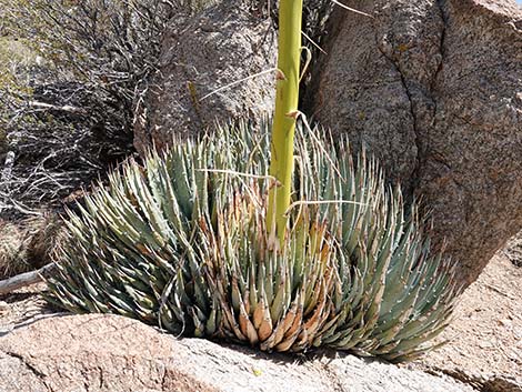 Utah Agave (Agave utahensis var. utahensis)