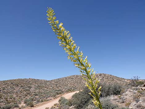 Utah Agave (Agave utahensis var. utahensis)