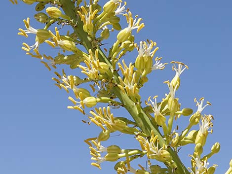 Utah Agave (Agave utahensis var. utahensis)