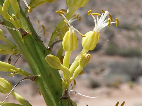 Utah Agave (Agave utahensis var. utahensis)