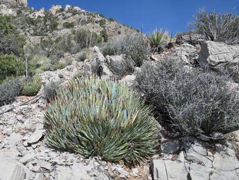 Utah Agave (Agave utahensis var. utahensis)