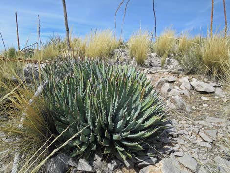 Utah Agave (Agave utahensis var. utahensis)