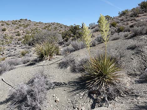 Bigelow's Nolina (Nolina bigelovii)