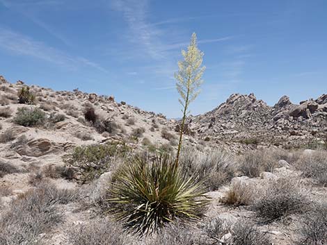 Bridge Canyon Wilderness Area