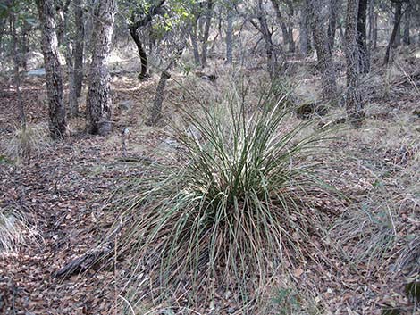 Beargrass (Nolina microcarpa)