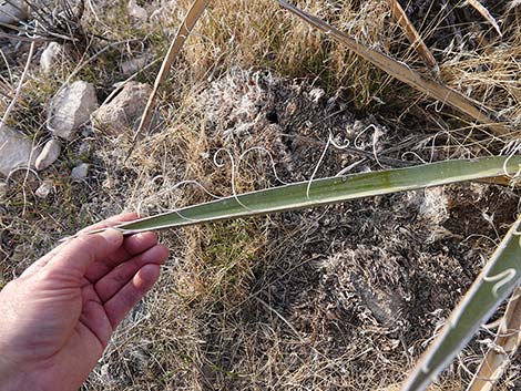 Banana Yucca (Yucca baccata)