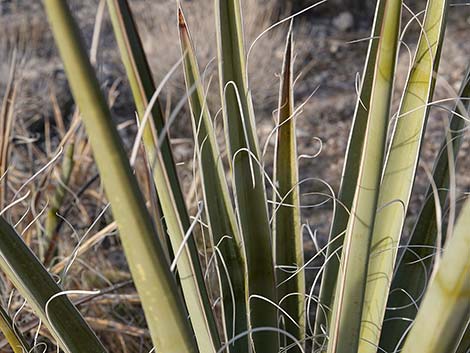 Banana Yucca (Yucca baccata)