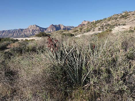 Banana Yucca (Yucca baccata)