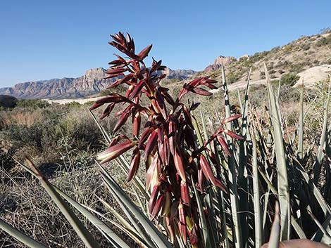 Banana Yucca (Yucca baccata)