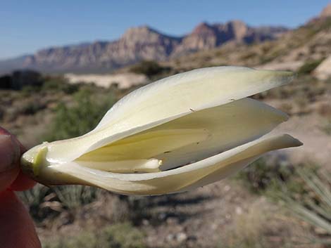 Banana Yucca (Yucca baccata)