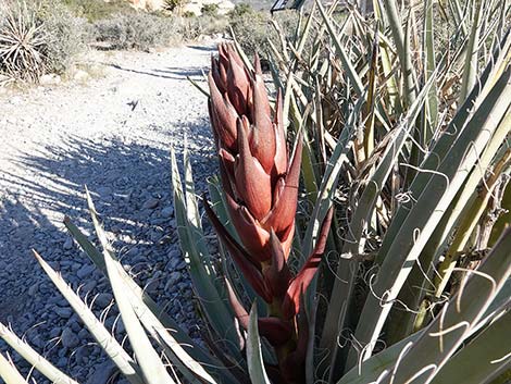 Banana Yucca (Yucca baccata)