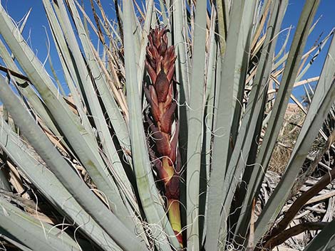 Banana Yucca (Yucca baccata)