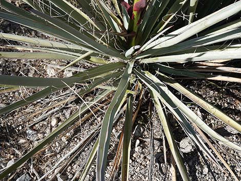 Banana Yucca (Yucca baccata)