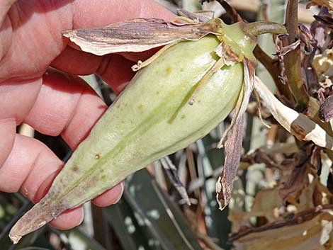 Banana Yucca (Yucca baccata)