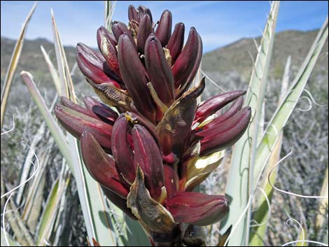 Banana Yucca (Yucca baccata)