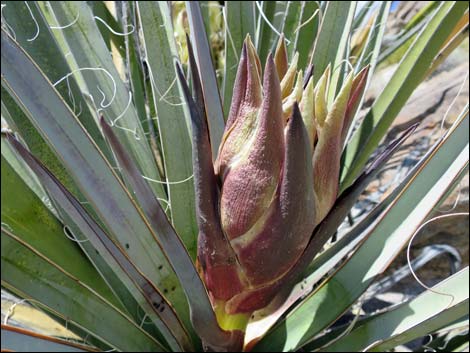 Banana Yucca (Yucca baccata)