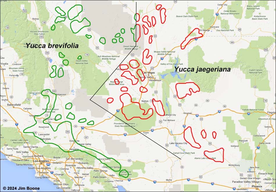 Yucca brevifolia map