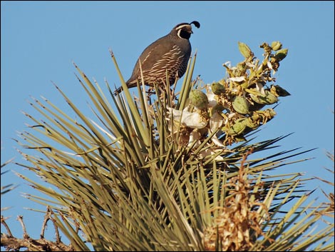 Western Joshua Tree (Yucca brevifolia brevifolia)