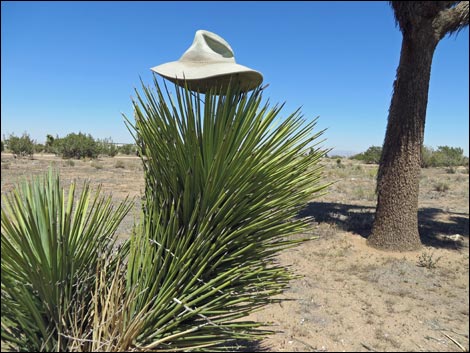 Western Joshua Tree (Yucca brevifolia brevifolia)