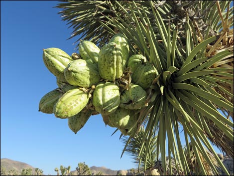 Western Joshua Tree (Yucca brevifolia brevifolia)