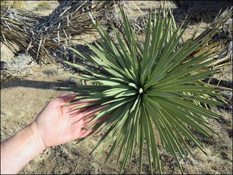 Western Joshua Tree (Yucca brevifolia brevifolia)