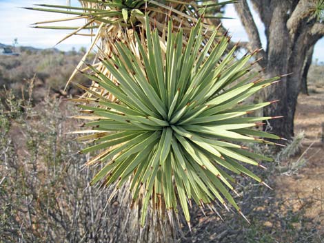 Joshua Tree (Yucca brevifolia)