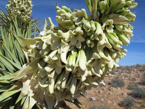 Eastern Joshua Tree (Yucca brevifolia jaegeriana)