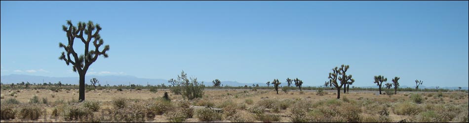 Western Joshua Tree (Yucca brevifolia)