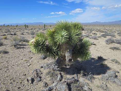 Joshua Tree (Yucca brevifolia)