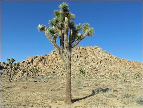 Western Joshua Tree (Yucca brevifolia)