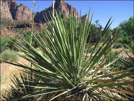 Soaptree Yucca (Yucca elata)