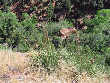 Soaptree Yucca (Yucca elata)