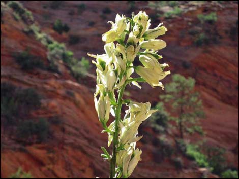 Soaptree Yucca (Yucca elata)