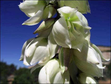 Soaptree Yucca (Yucca elata)