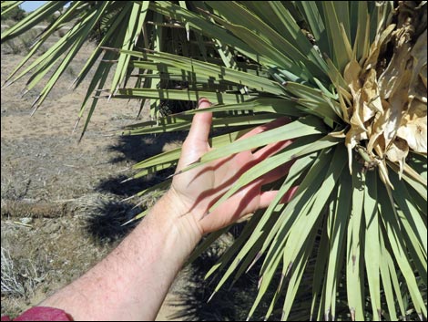 Western Joshua Trees (Yucca brevifolia brevifolia)