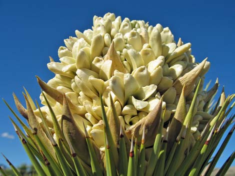 Joshua Tree (Yucca brevifolia)