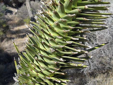 Joshua Tree (Yucca brevifolia)