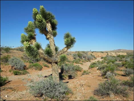 Eastern Joshua Tree (Yucca jaegeriana)