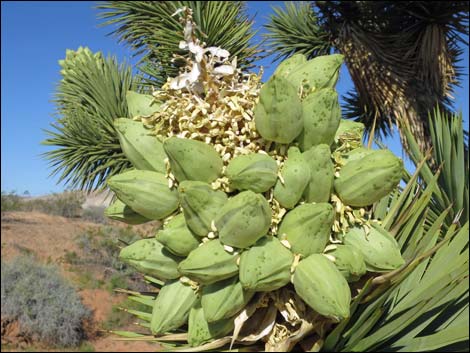 Eastern Joshua Tree (Yucca jaegeriana)