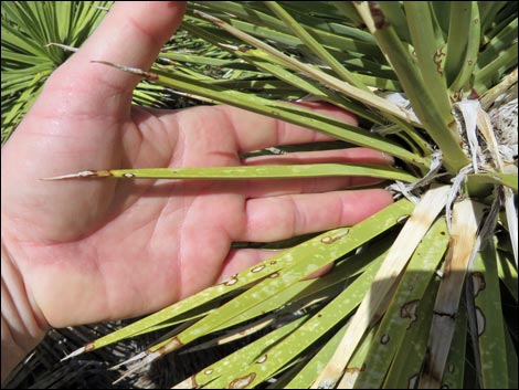 Joshua Tree (Yucca brevifolia)