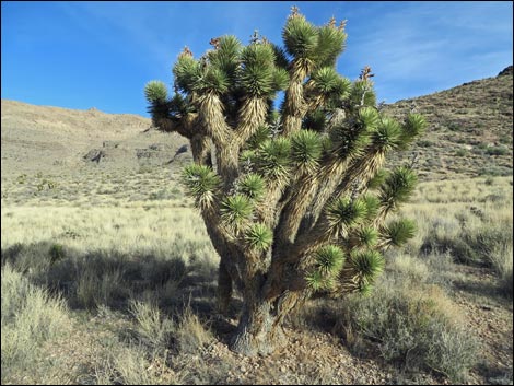 Eastern Joshua Tree (Yucca jaegeriana)